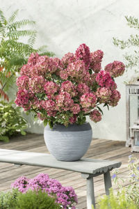 Bild von Hydrangea